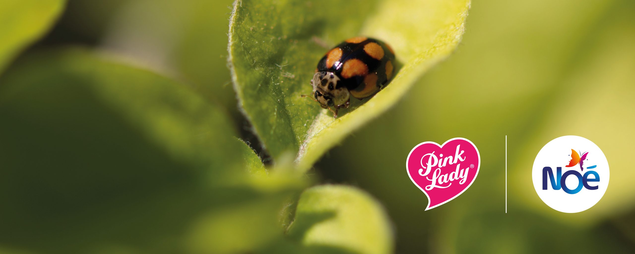 Pink Lady® Europe et Noé : un partenariat pour la biodiversité | Pink Lady®